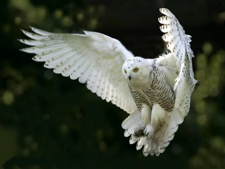 what-white-owls-symbolize-unveiling-some-shocking-superstitions