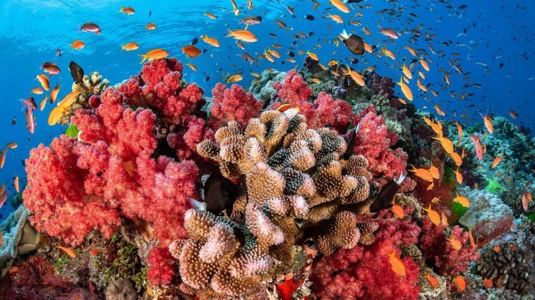 Coral Reefs