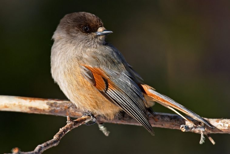 Finland Birds